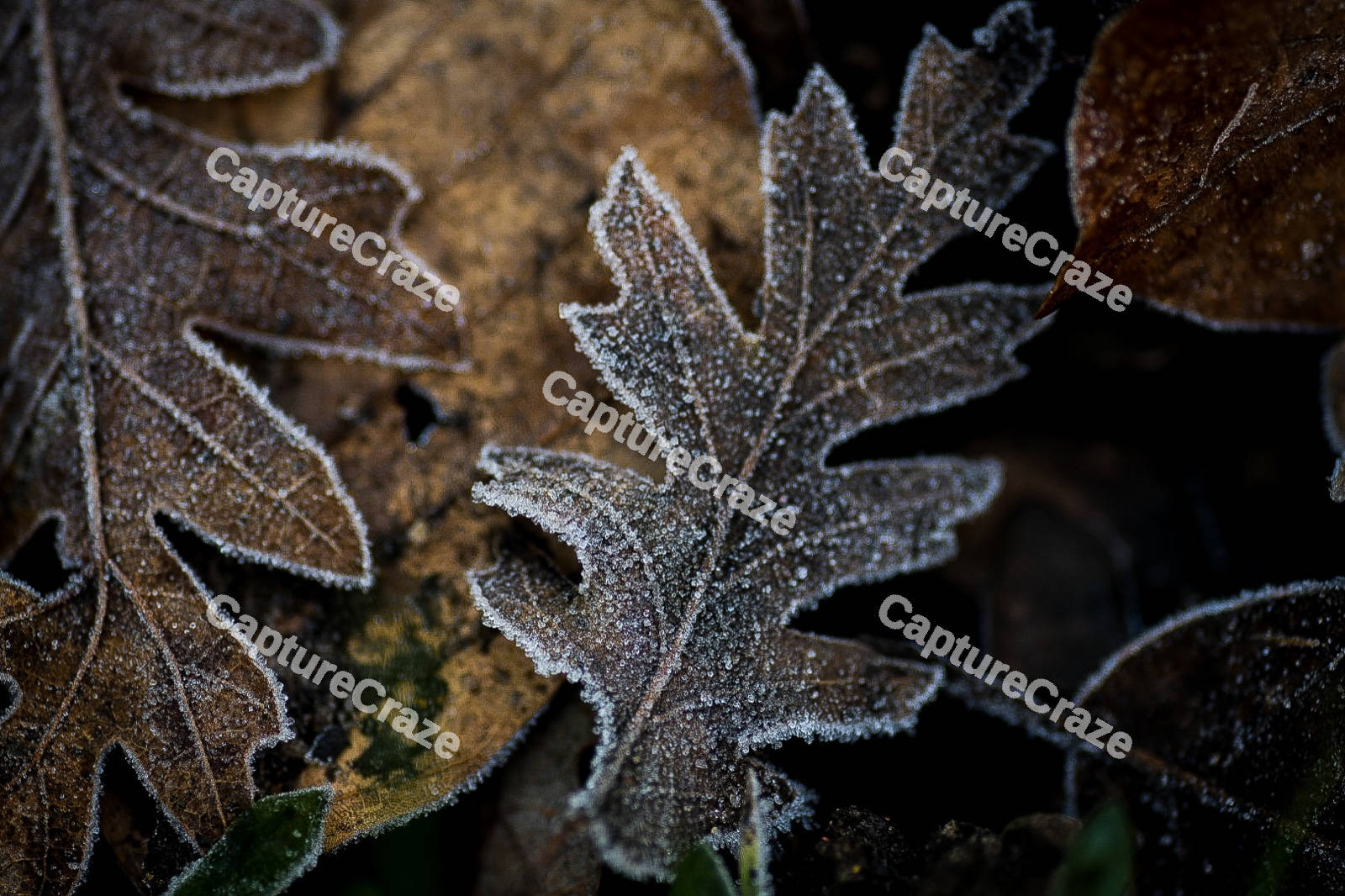 Frosted Leaf
